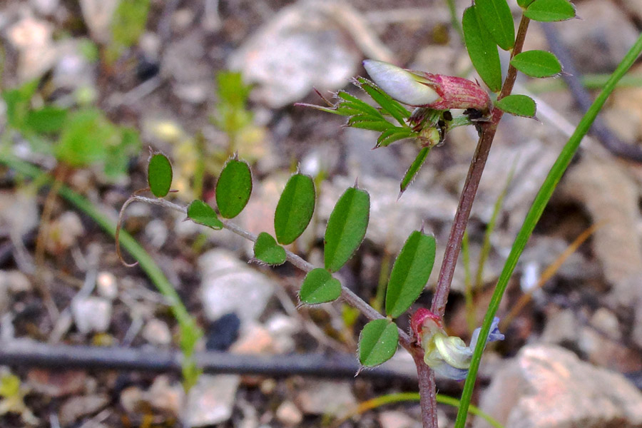 Vicia sativa